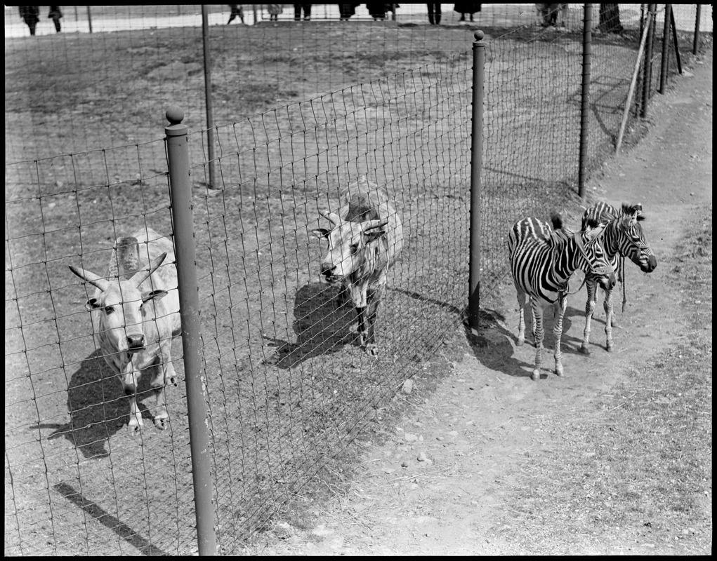 Zebras and sacred cows side by side