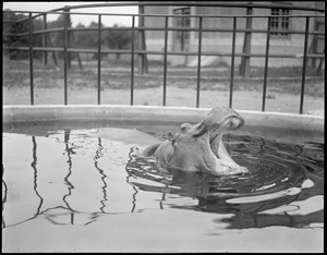 Hippo at Franklin Park Zoo