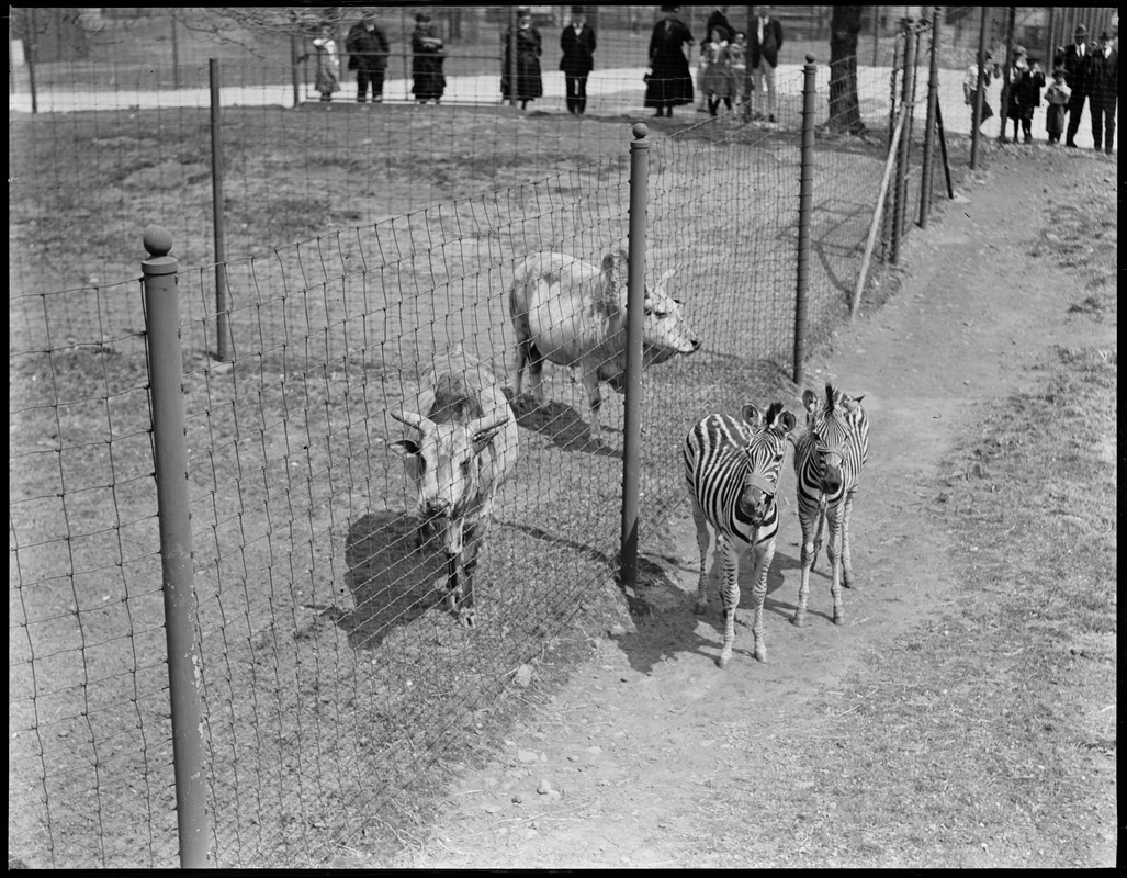 Zebras and sacred cows at Franklin Park Zoo