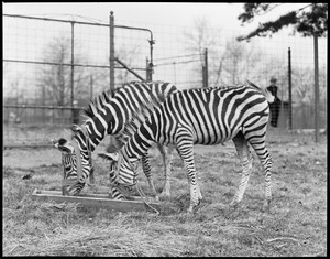 Zebras at Franklin Park Zoo