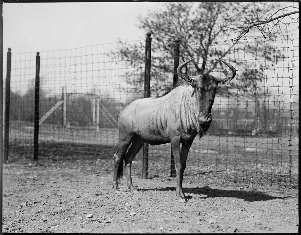 Gnu, horned horse, at Franklin Park Zoo