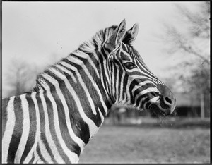Zebra, Franklin Park Zoo