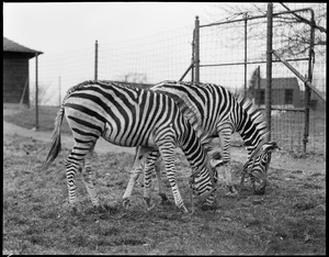 Two zebras arrive at Franklin Park Zoo