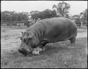 Hippo, Franklin Park Zoo