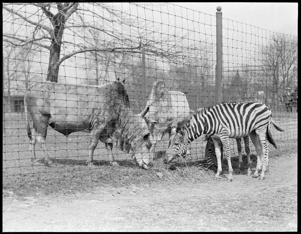 Zebras and sacred cows get friendly at Franklin Park Zoo