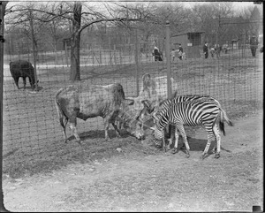 Sacred cows and zebras greet, Franklin Park Zoo