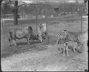 Sacred cows and zebras, Franklin Park Zoo