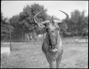 Gnu, horned horse, Franklin Park Zoo