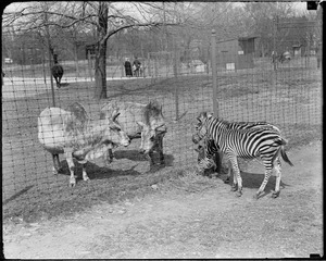 Zebras make friends with sacred cows, Franklin Park Zoo