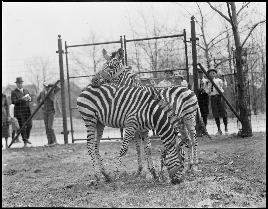 Zebras give affection, Franklin Park Zoo