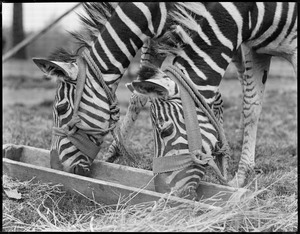 Zebras at Franklin Park Zoo eat out of same trough