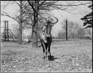 Gnu, horned horse, Franklin Park Zoo