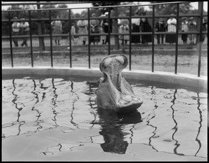 Hippo takes a bath, Franklin Park Zoo