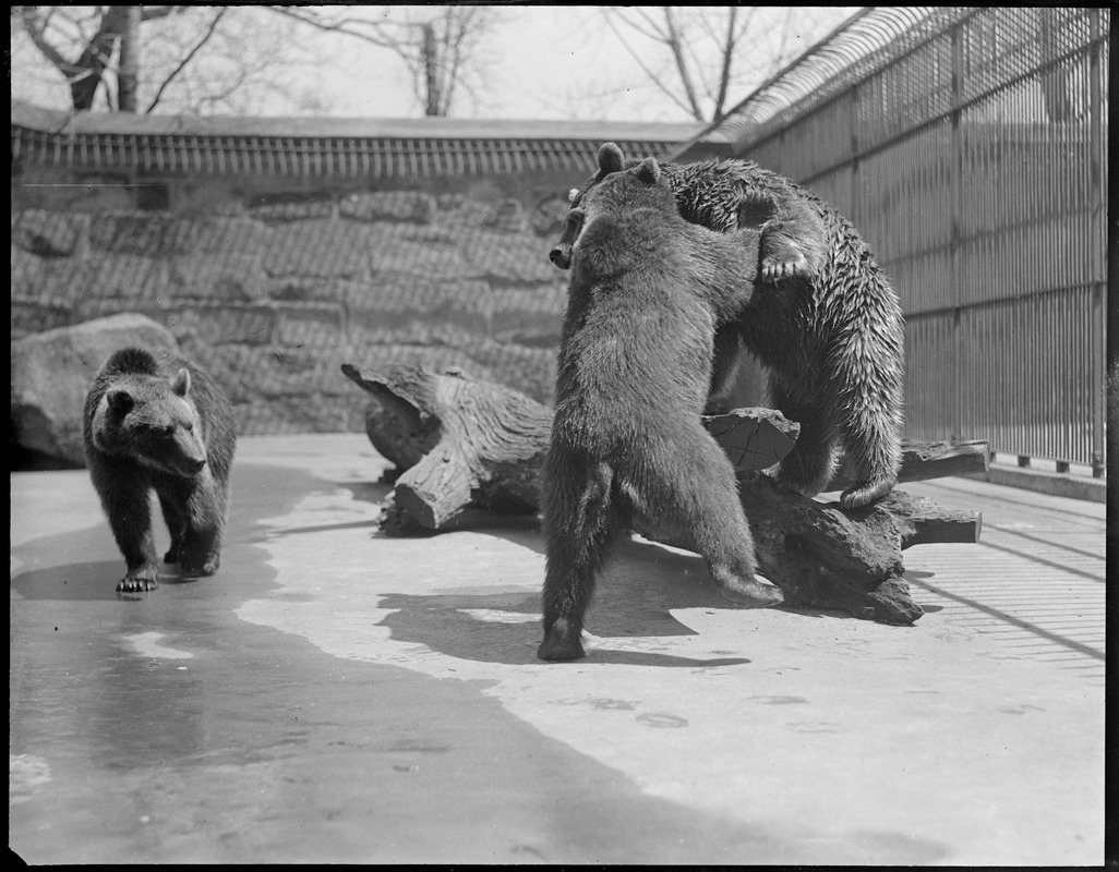 Brown bears, Minka & her cubs Rose & Grace, Franklin Park Zoo