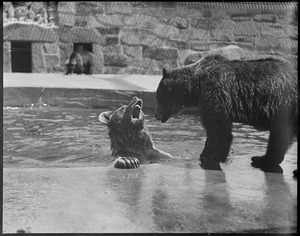 Brown bears Minka & Grace, Franklin Park Zoo