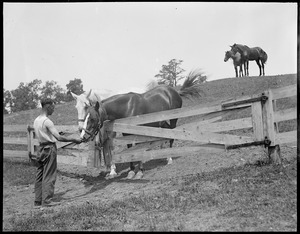 Horses at the farm of the Mass. Society for the Prevention of Cruelty to Animals, Methuen, MA.