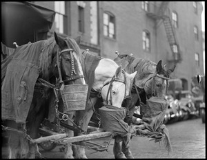 Horses with feed bag