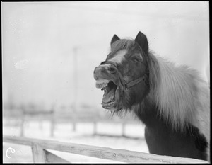 Shetland pony hears a good joke in Topsfield