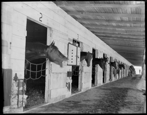 Horses