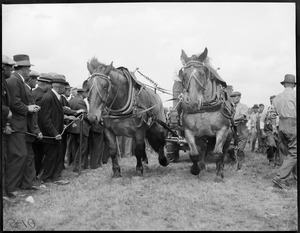 Horses pulling cart