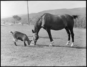 Horse and foals