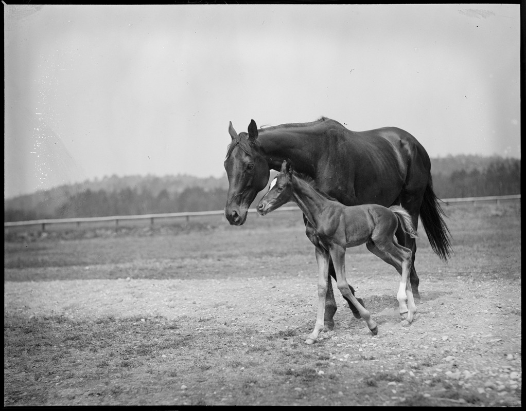 Horse & foal