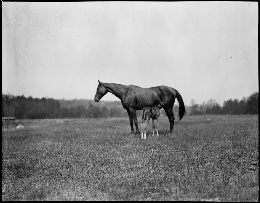 Mare and foal