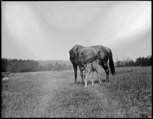 Mare and foal