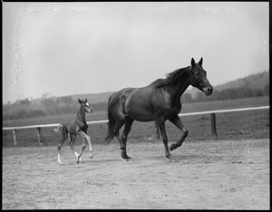 Mother horse and young