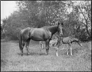 Mother horse and young