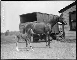 Mare & foal