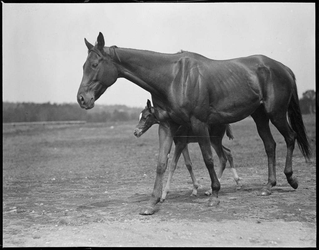 Horse & young