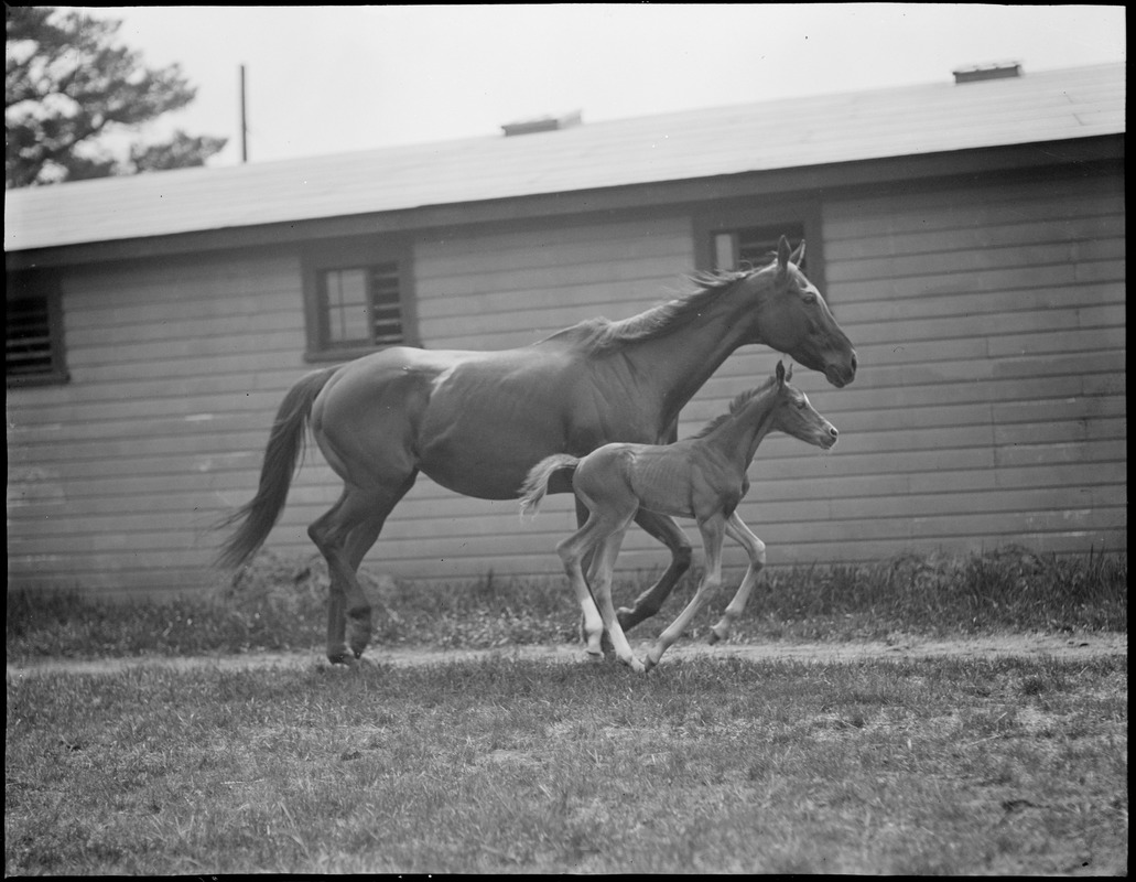 Horse & young