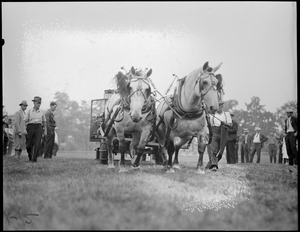Two horses pulling a vehicle