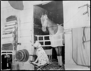 Horse and dog