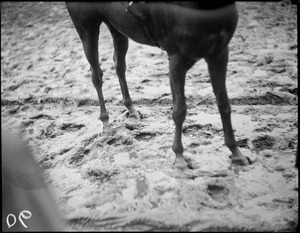 Horses legs