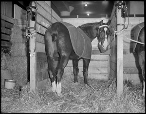 Roland - Greyholme stable coach horse at Boston Horse Show