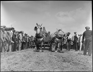 Horses pulling at Brockton Fair