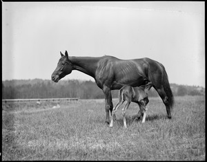 Mare & foal