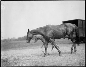 Mare & foal