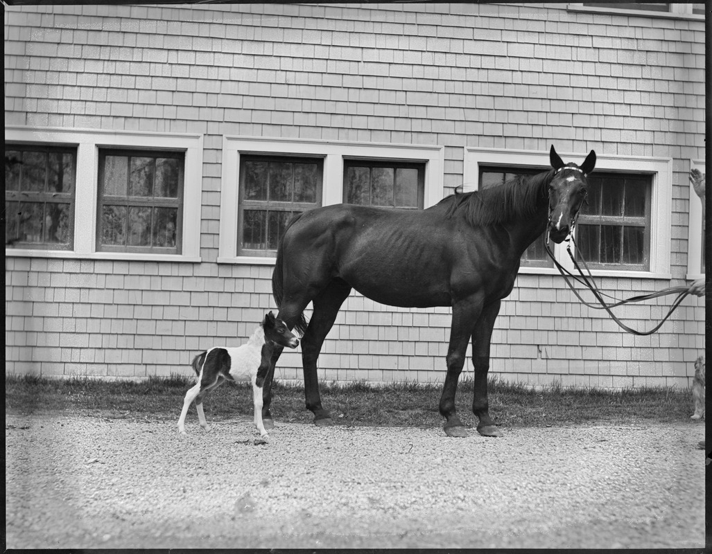 Pete the Scribe and Small Package Jr. at Vacation Farm in Methuen