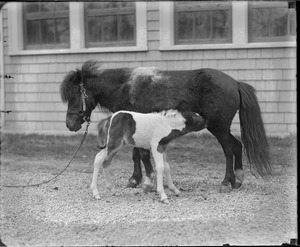 Shetland pony Chubby and one week old Small Package Jr. named after John R. Macomber's famous racer Small Package
