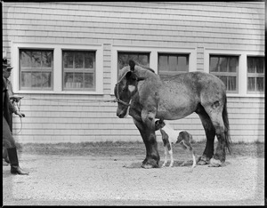 Famous draft horse Ring and Shetland pony baby Small Package Jr. at one week old at Vacation Farm in Methuen
