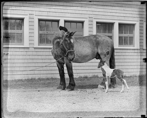 Ring and Small Package Jr. at Vacation Farm in Methuen