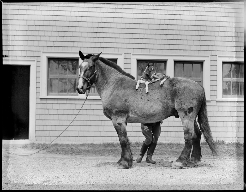 Ring and Small Package Jr. at Vacation Farm in Methuen