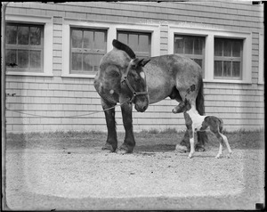 Ring and Small Package Jr. at Vacation Farm in Methuen