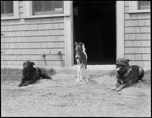 Prince, left, and Boots guard Small Package Jr. at Vacation Farm in Methuen