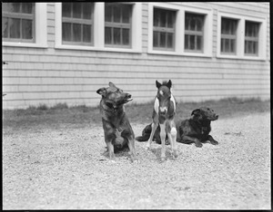 Prince, left, and Boots guard Small Package Jr., one week old Shetland pony at Vacation Farm in Methuen