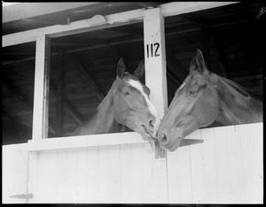 Horses
