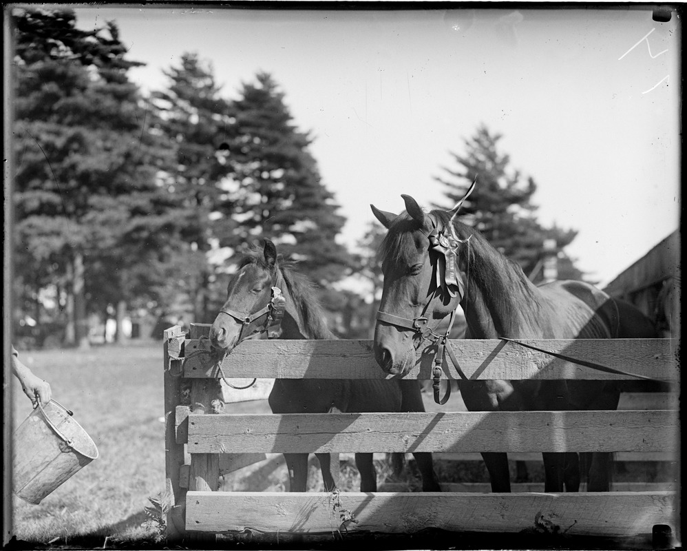 Two horses with Weymouth Fair ribbons